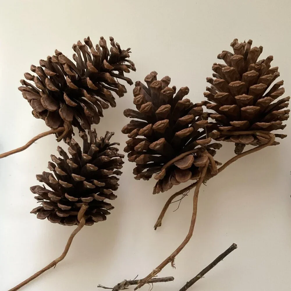 DIY PINE CONES AND CURLY TWIGS 15 COUNT